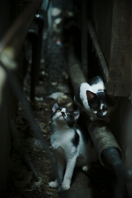 当葡萄牙军团横扫罗马，谁才是真正的主帅？卡塞米罗一鸣惊人，历史悄然重现