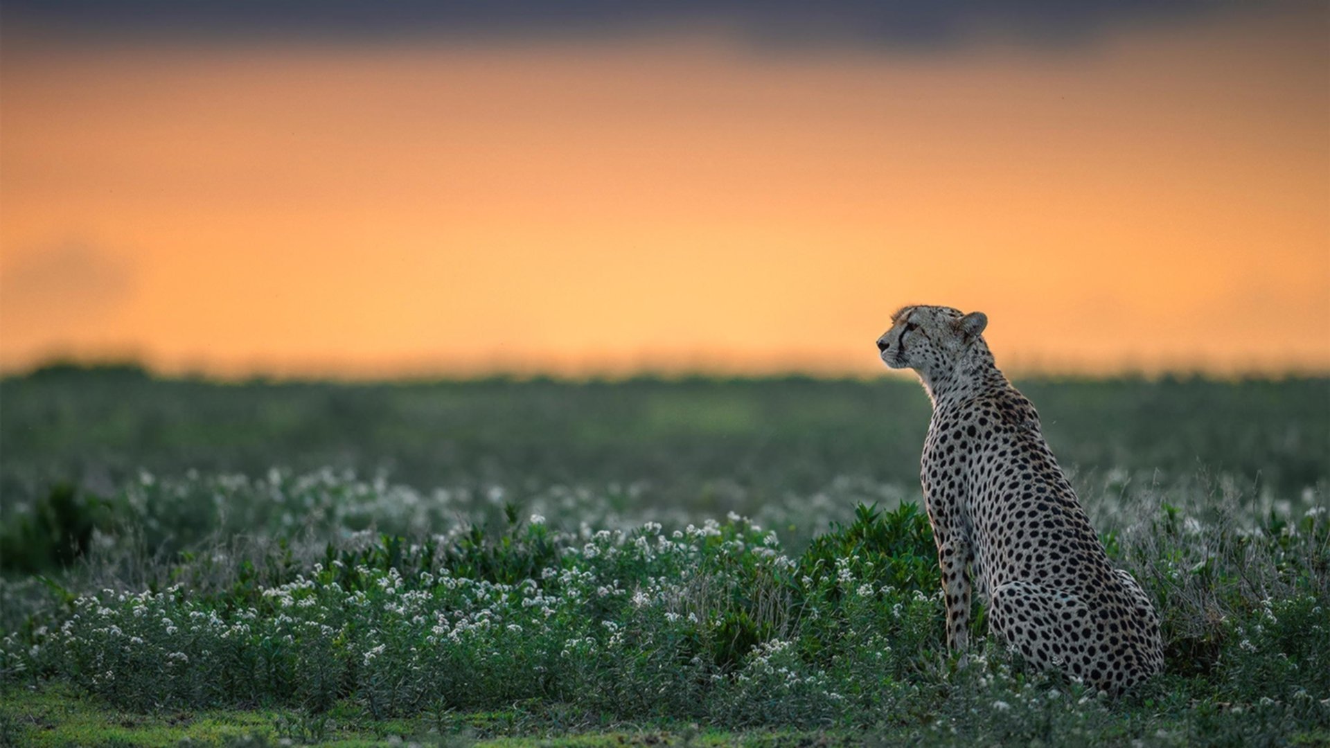 篮球圣殿的国家德比，山西队的单节风暴如何重新定义焦点战