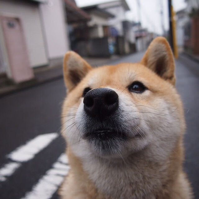 跨界之王,当范戴克在NBA季后赛接管比赛,新西兰却绝杀了洪都拉斯?