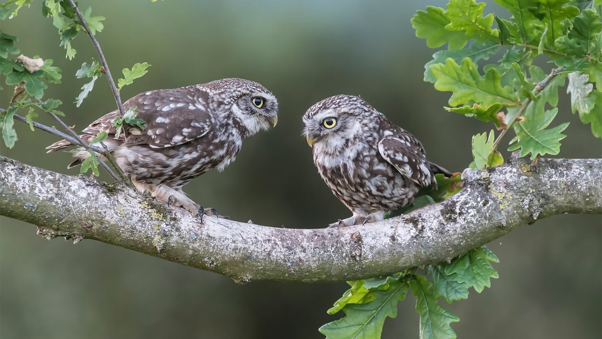 体育双线激战，英超争冠焦点战悬念丛生，凯尔特人轻取步行者展统治力