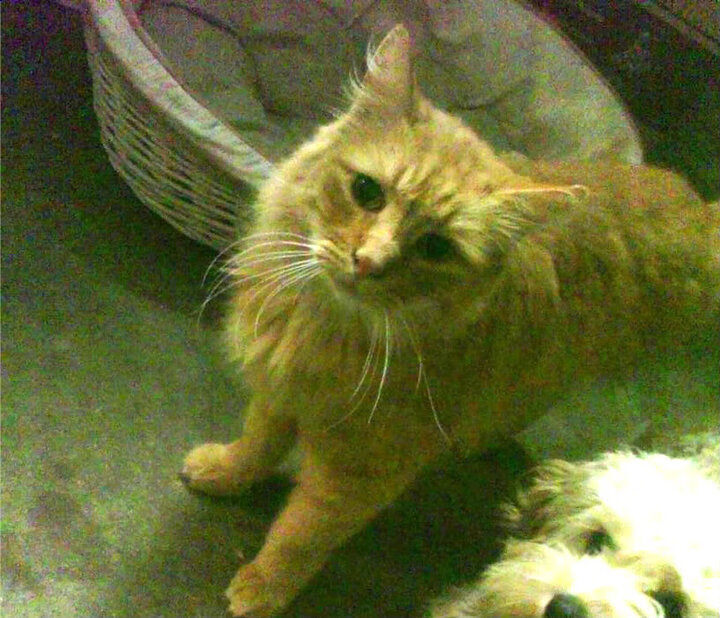 新狼嚎破纪录，旧炮台镇敌营，当新神的利刃劈开旧秩序的牢笼