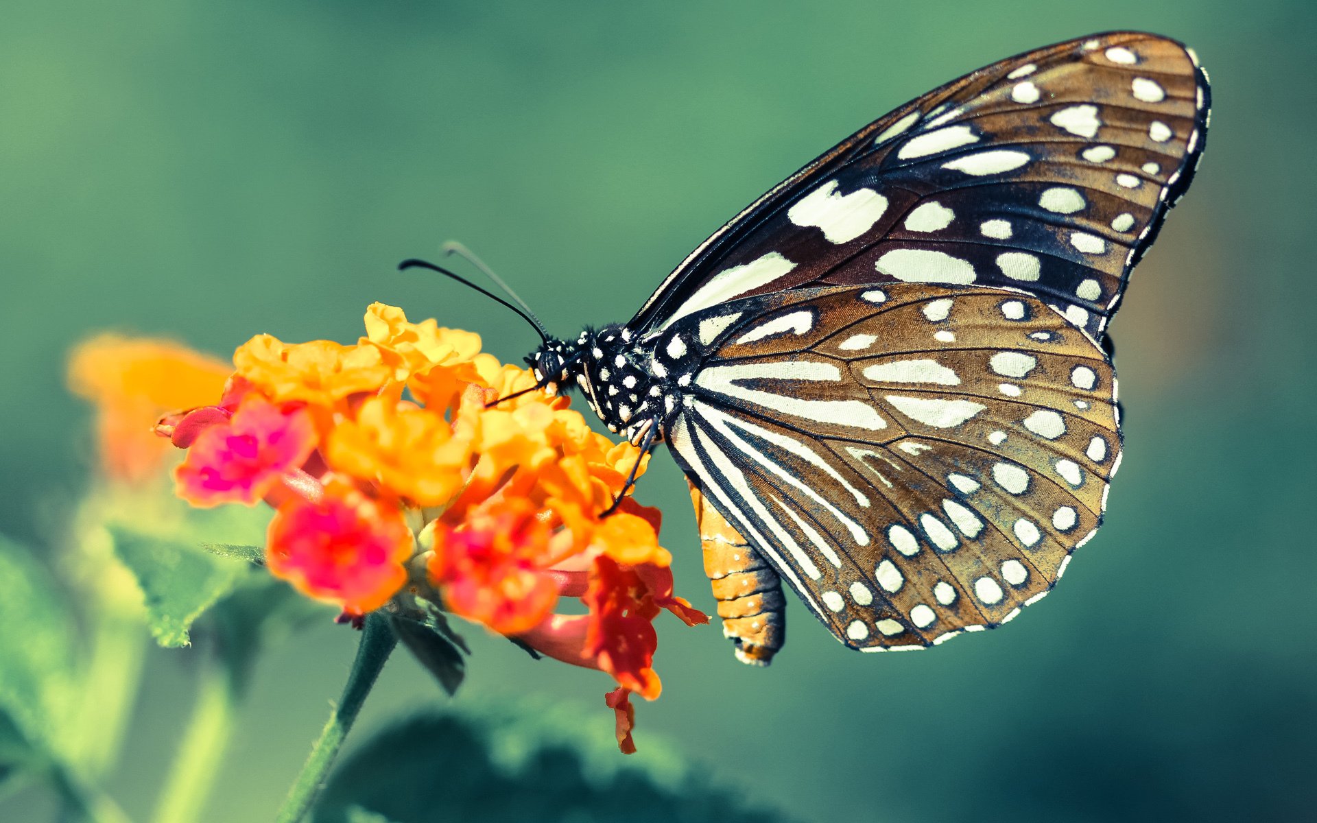 南美野火与蓝黑星辰，一个布鲁诺如何点燃委内瑞拉的足球史诗