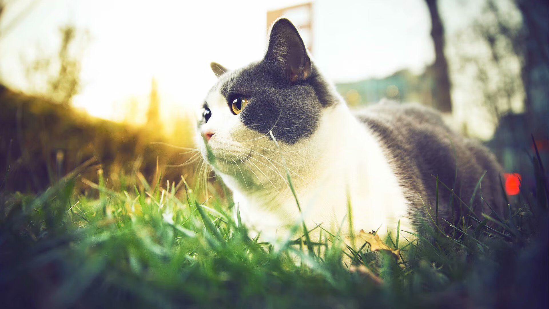 虚拟跨界巅峰战,当北京首钢遭遇NBA猛龙,布伦森数据全面引爆赛场