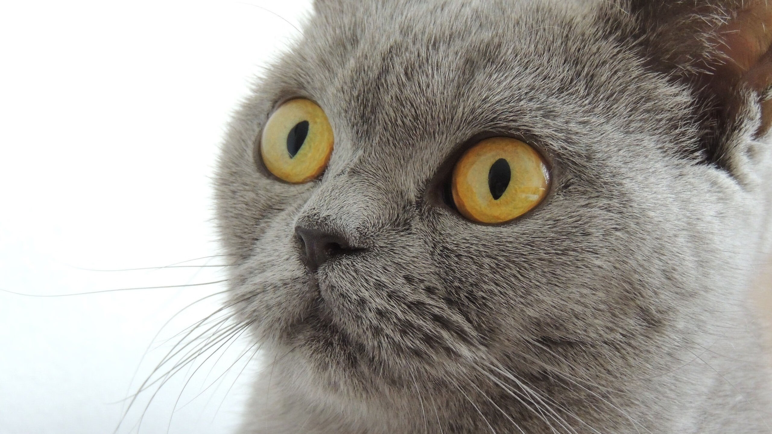 当深圳队遇见马刺,约基奇的时空交响与攻防革命