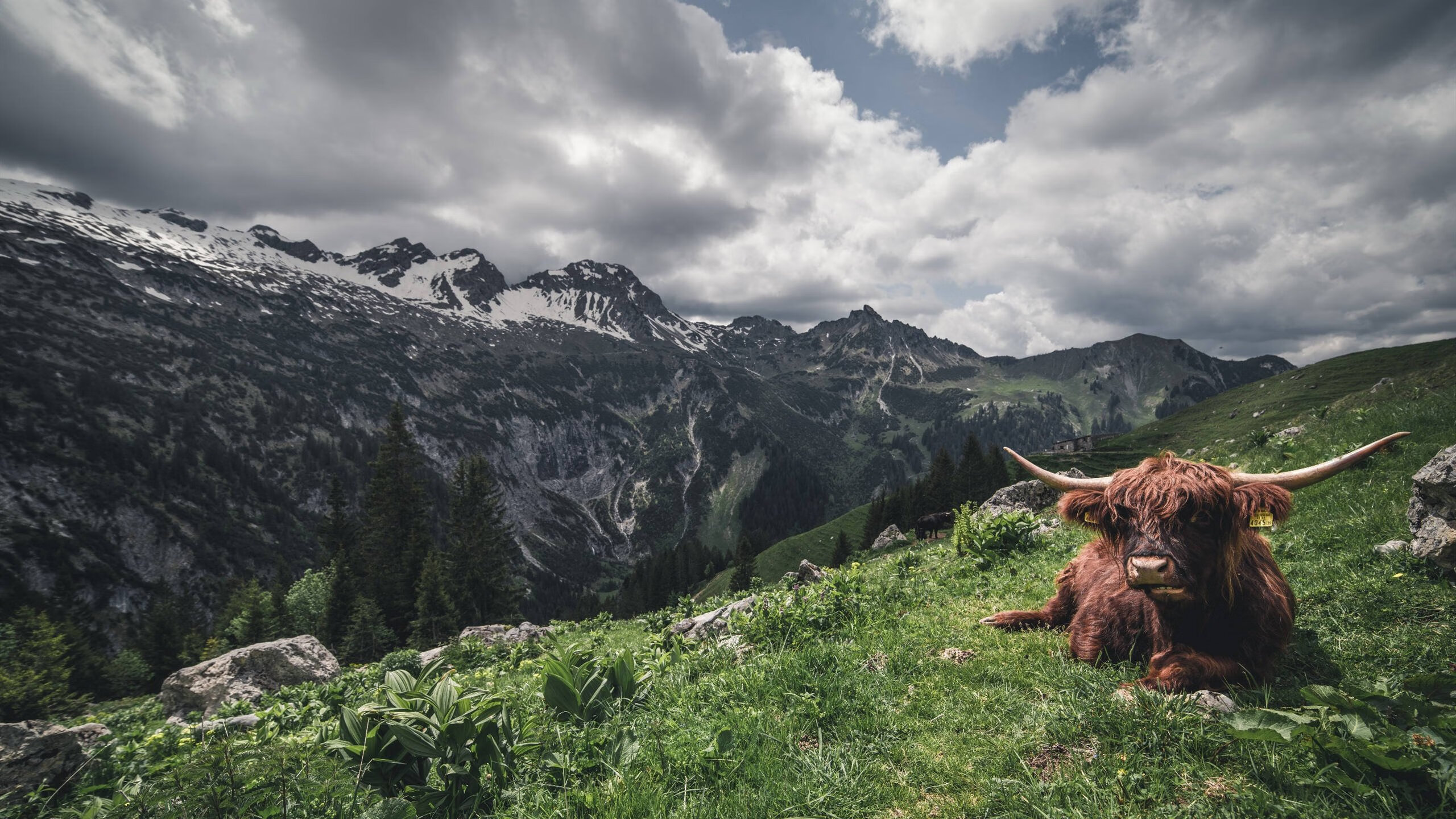 当深圳队遇见马刺,约基奇的时空交响与攻防革命