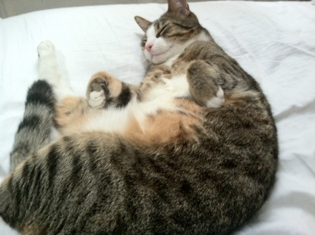 当希腊神话遇上东方铁壁，范戴克凝视下，那道无解的首尔闪电