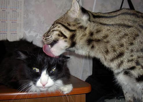 东决风云，广厦铁血逆袭，跨联赛硬仗力克步行者！