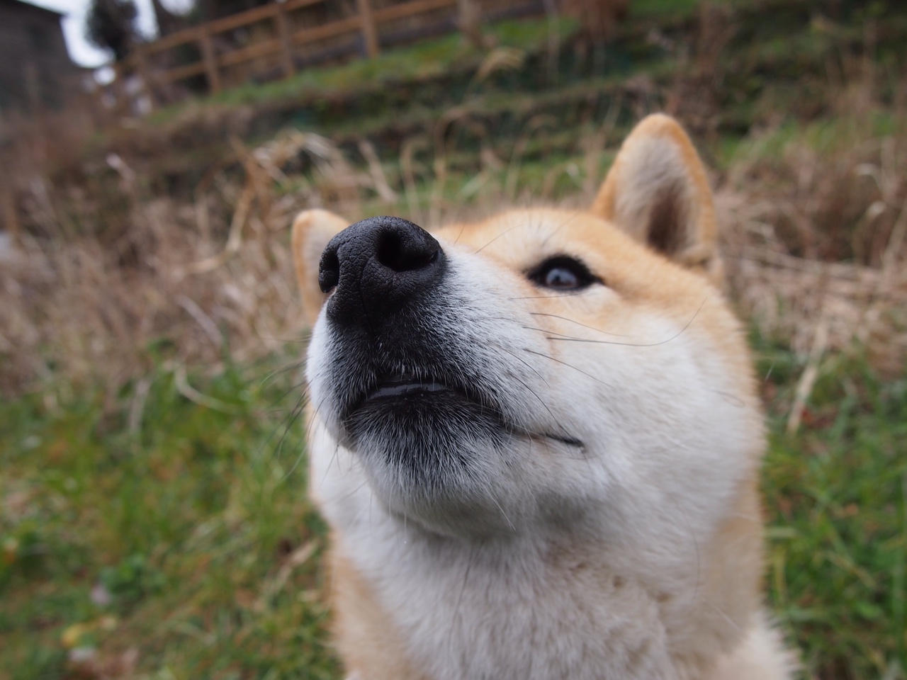 以伦纳德的方式，山西队提前终结悬念的鹈鹕式胜利