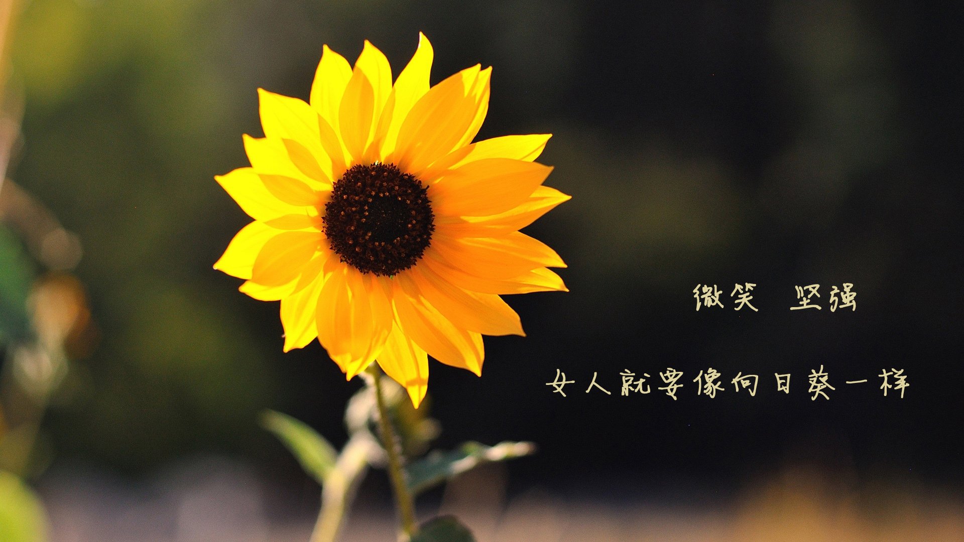 2026世界杯B组焦点战,喀麦隆完胜伊朗,迪亚斯一人定乾坤,比赛节奏如烈火奔流